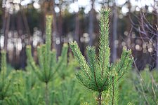 Kerstbomen