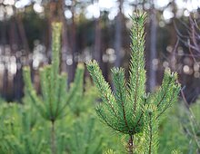 Kerstbomen