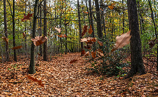 bomen en vallend blad