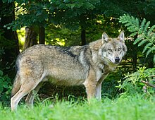 Wolf in de natuur