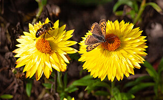 kleine vuurvlinder op strobloem in de open tuin Eben Haƫzer bij Ermelo; small copper on sandy everlasting in the open garden Eben Haezer near the village Ermelo; Lycaena phlaeas on Helichrysum arenarium Kleine vuurvlinder op strobloem